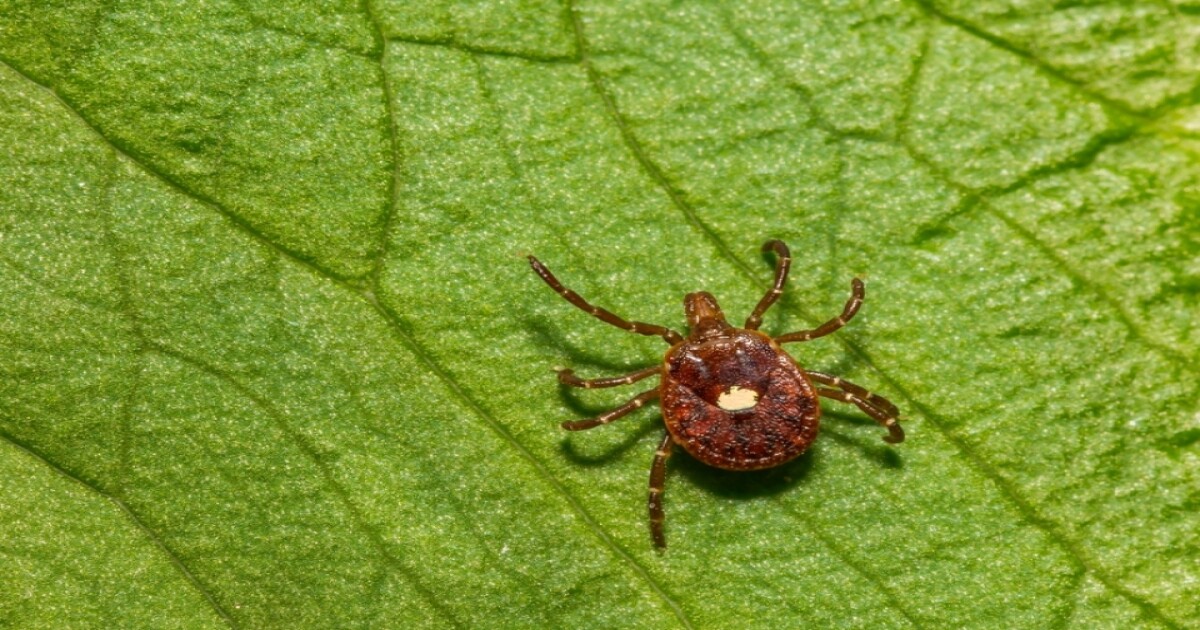 Protect Your Yard from Tick Infestation: Tips and Tricks