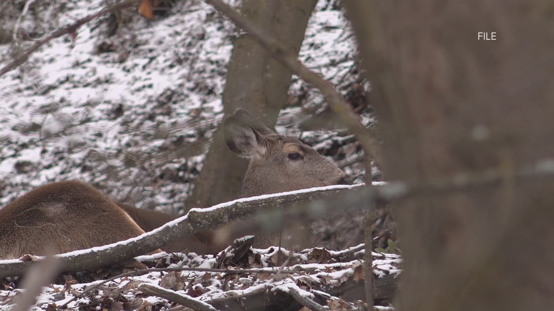 Prion Wellness Tips: Preventing Chronic Wasting Disease in Deer