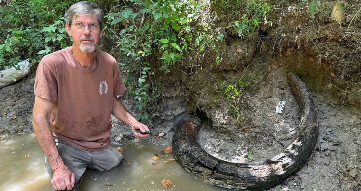 Mammoth Discovery: Latest Find Reveals Columbian Mammoth Tusk in Mississippi