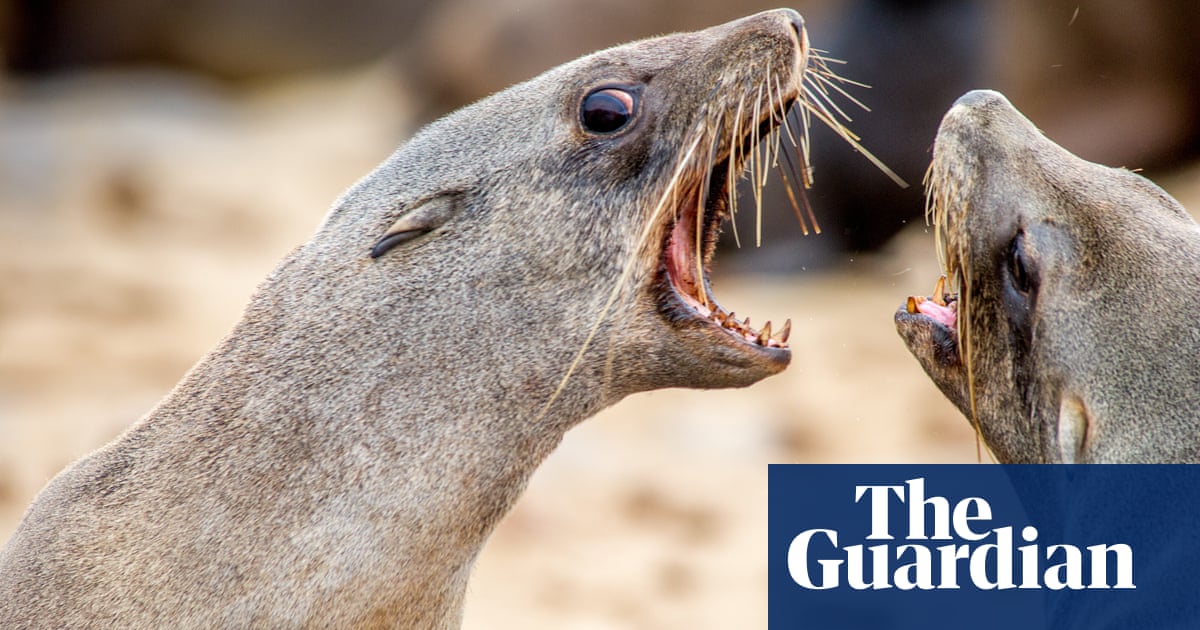 Cape Town's Seal Rabies Outbreak: Tips for Prevention