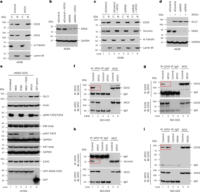 Protein Discovery: Mutant RAS Gene Unlocks Cancer Solution