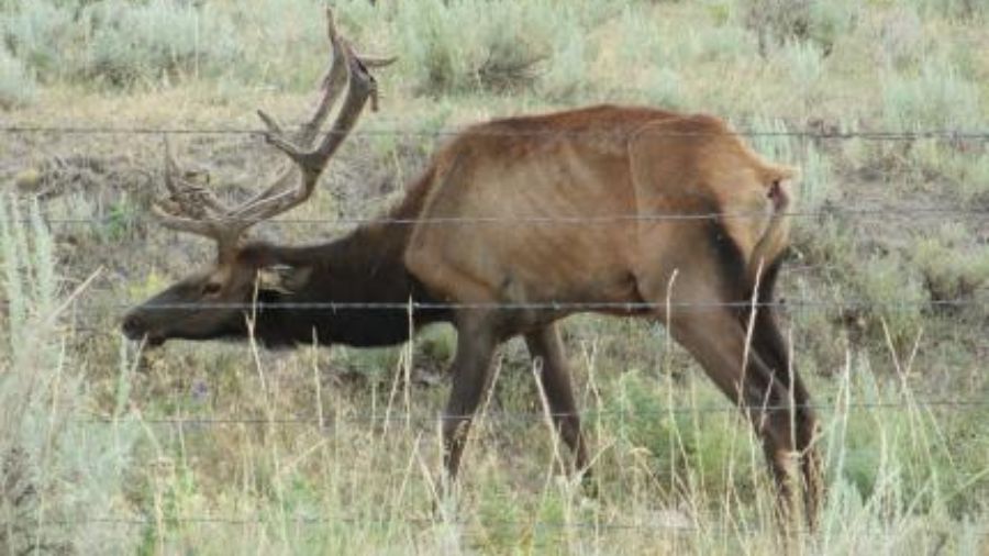 Tips for Preventing Chronic Wasting Disease in Deer and Elk Populations