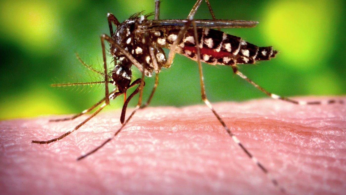 Combat Dengue: Tips for Healthy Solutions