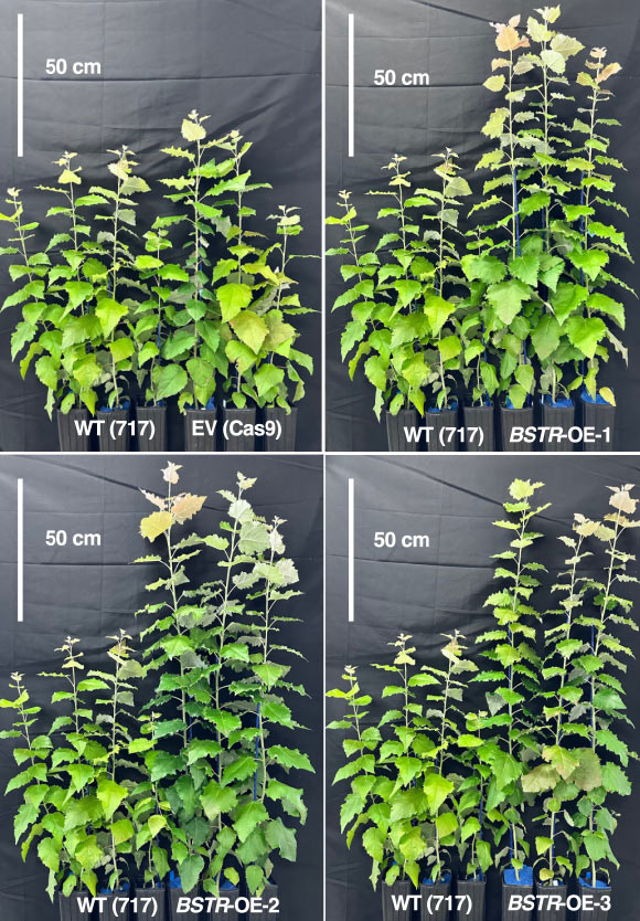 Photosynthesis Boost in Poplar Trees: Latest Breakthrough in Plant Development