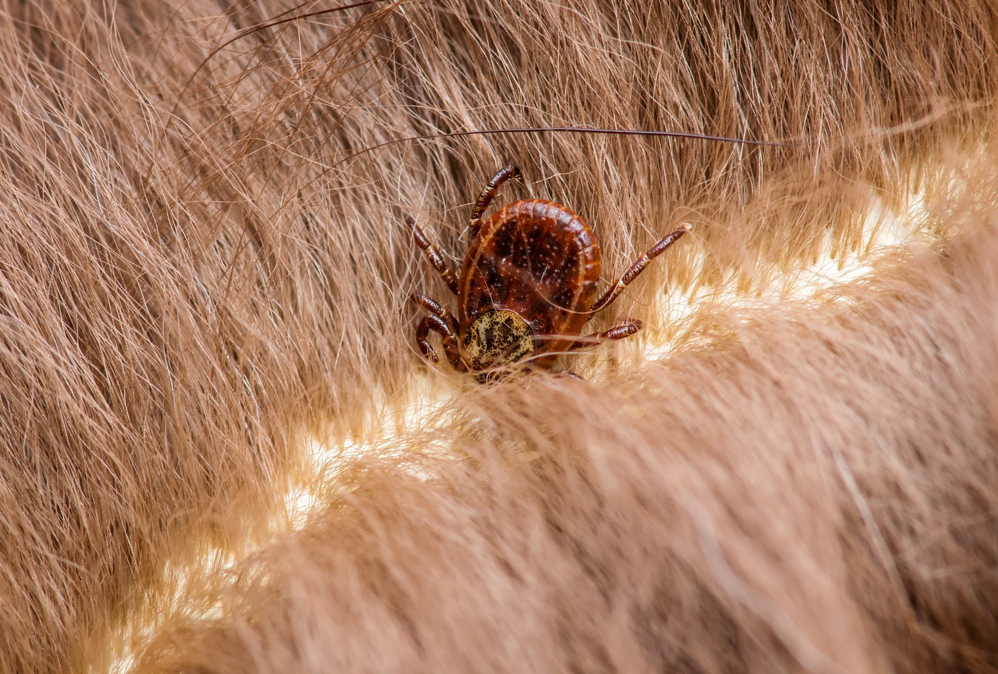 Genetics Study: Familial Analysis of Lyme Disease Bacteria Reveals Key Insights