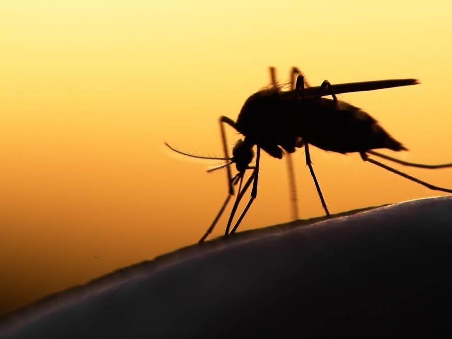 West Nile Virus Prevention Tips: How to Stay Healthy and Safe in Riverside County