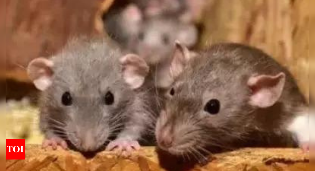 Orthohantavirus Tips: Arizona Health Officials Warn of Hantavirus Increase