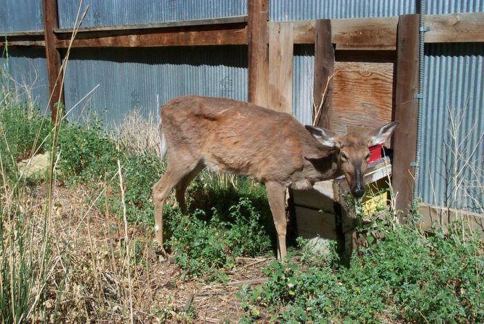 Tips for Preventing Chronic Wasting Disease in Deer and Elk Populations