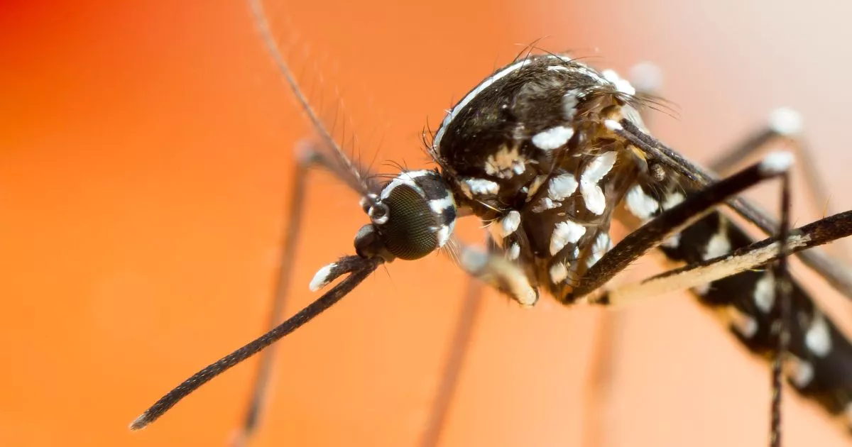 Stay Healthy: Tips to Prevent Dengue Fever While Traveling in Europe