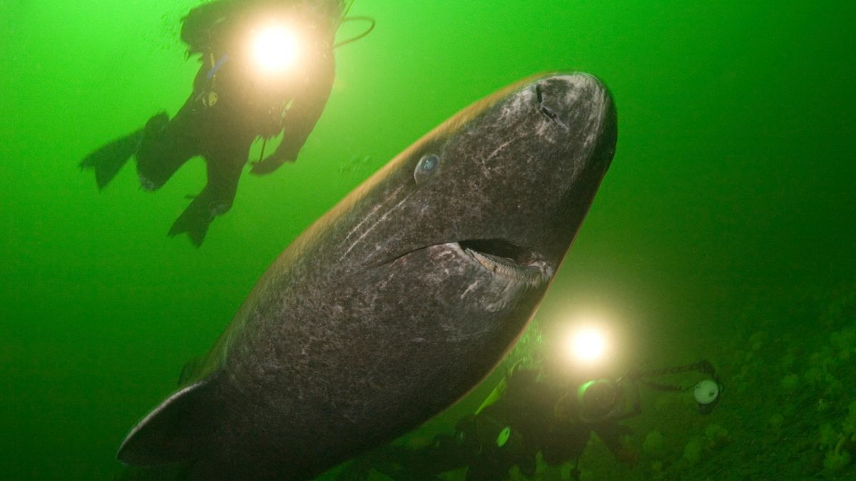 New Research Reveals Breakthrough in Greenland Shark Longevity