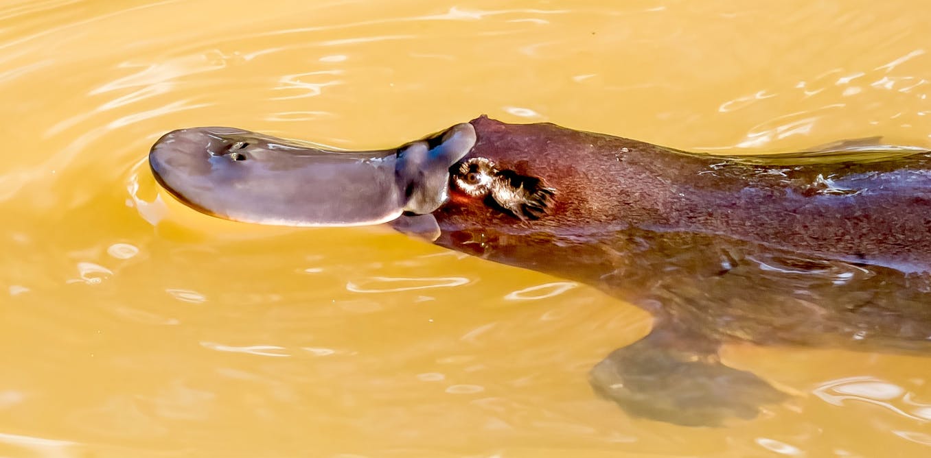 Chromosome Balance Breakthrough: Insights into Sex Chromosome Systems in Platypus and Chicken