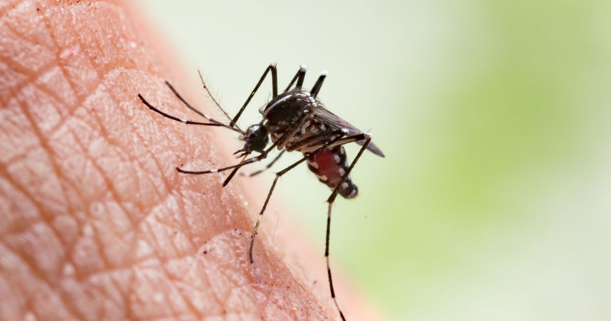 Healthy Solutions to Prevent Dengue Fever at Paris Olympics