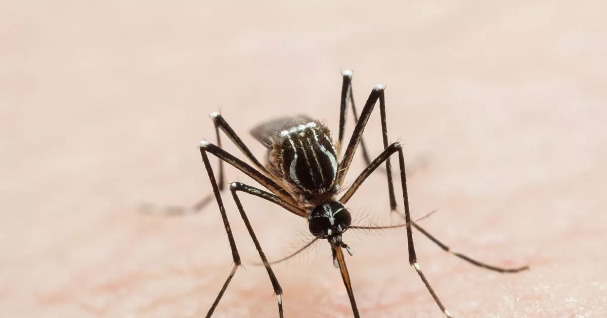 Dengue Fever Global Solution: Tips for Prevention and Treatment