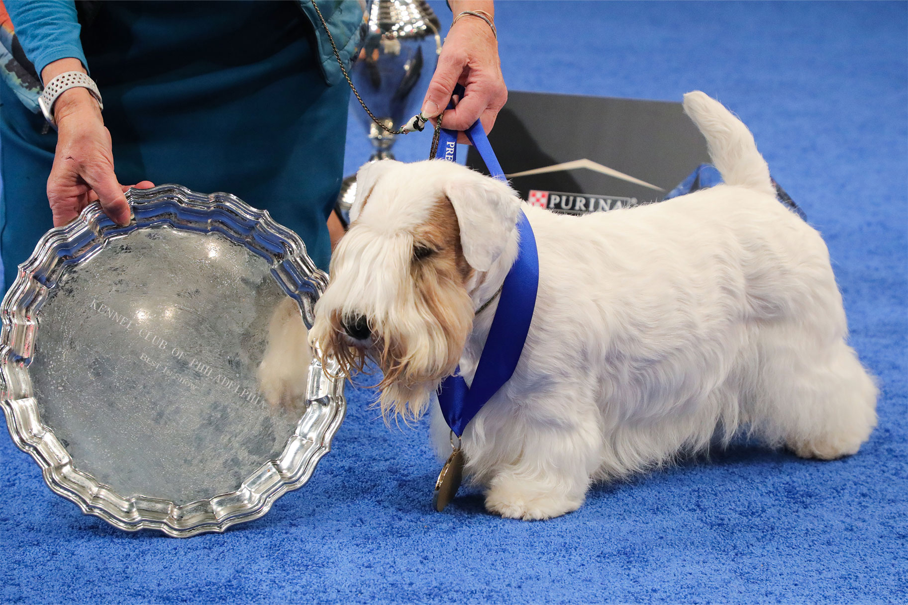 National Dog Show Winners: Latest Trends and Vito the Pug's Breakthrough Victory