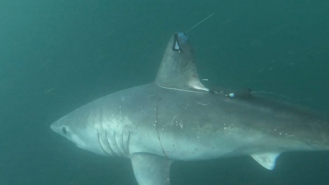 Sharks Breakthrough: Innovations in Porbeagle Research