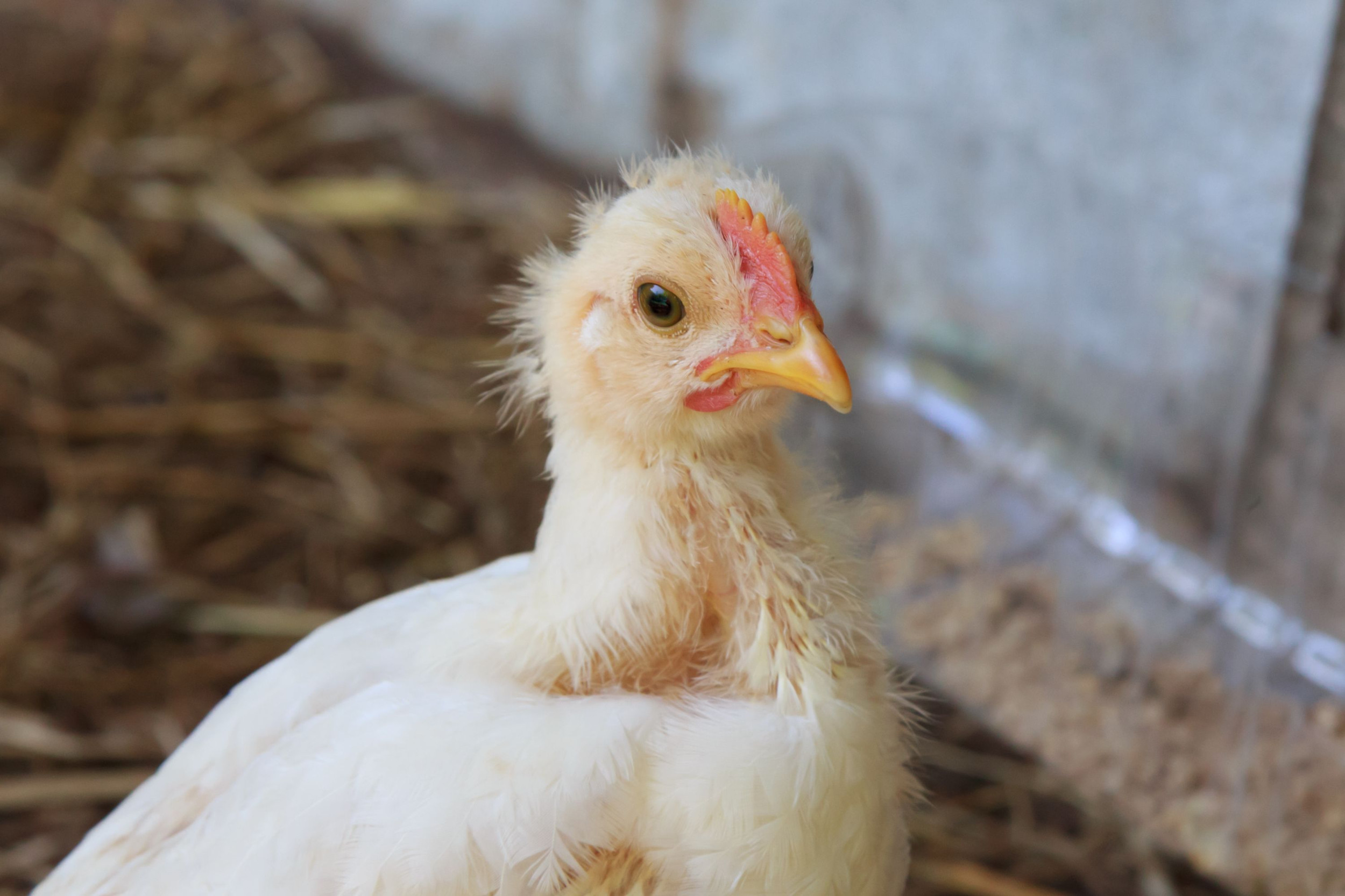 Effective Avian Influenza Vaccines: A Promising Pilot Study on the Horizon