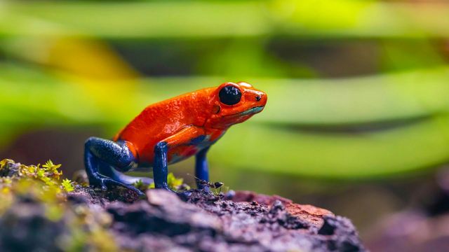 Frog Opsin Diversity: The Latest Breakthrough in Biology