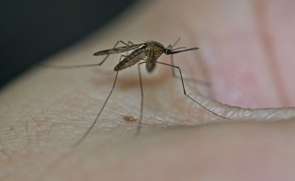 Tips to Prevent West Nile Virus: Protect Yourself from Mosquito-borne Diseases