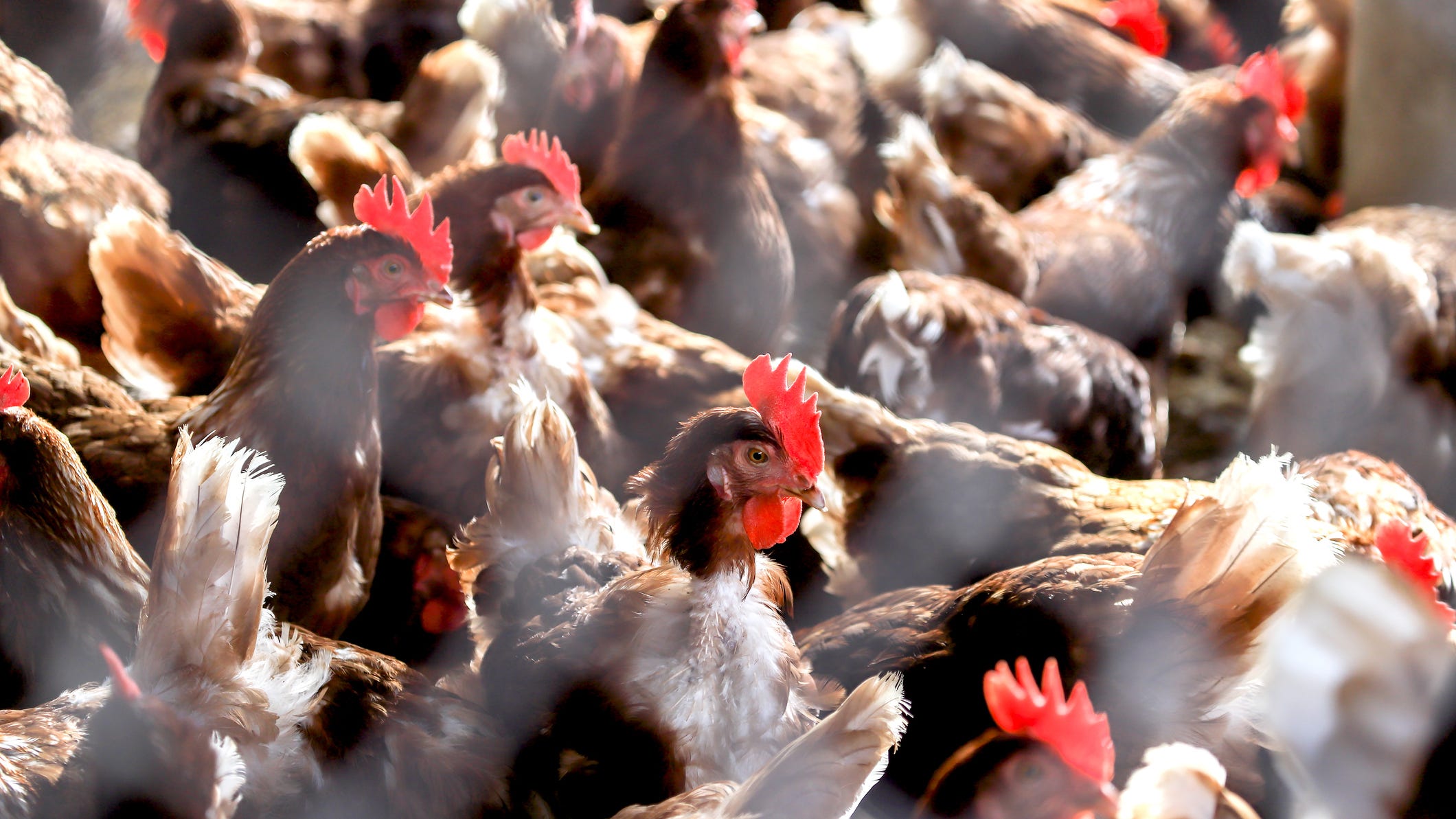 Avian Influenza Outbreak: Record Number of Chickens Culled in Iowa