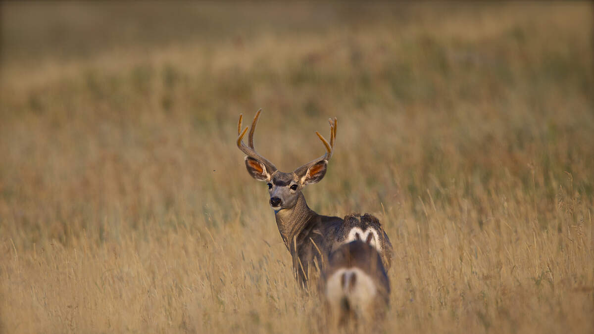 Chronic Wasting Disease Prevention Tips for Deer in Iowa