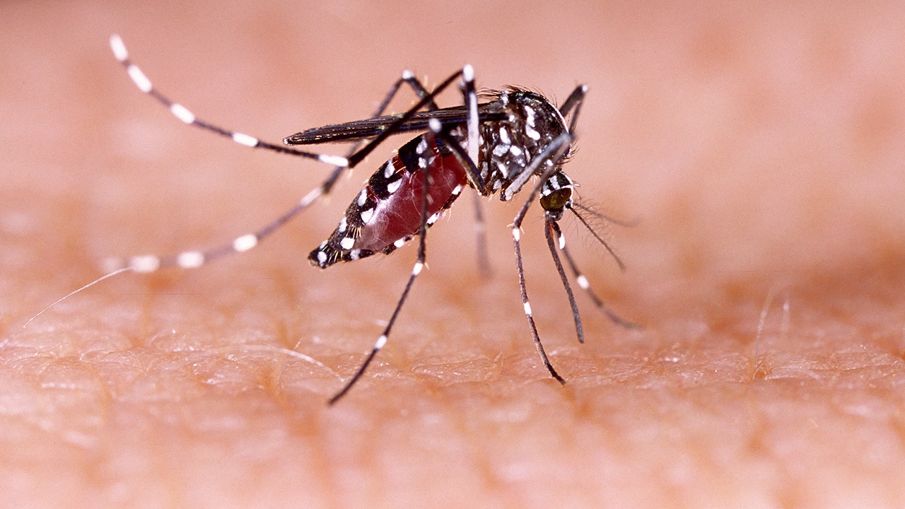 Dengue Fever Prevention Tips for Los Angeles County Residents