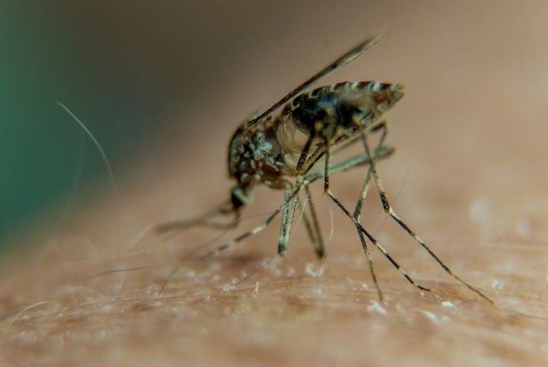 Rising West Nile Virus Cases in Tel Aviv-Yafo