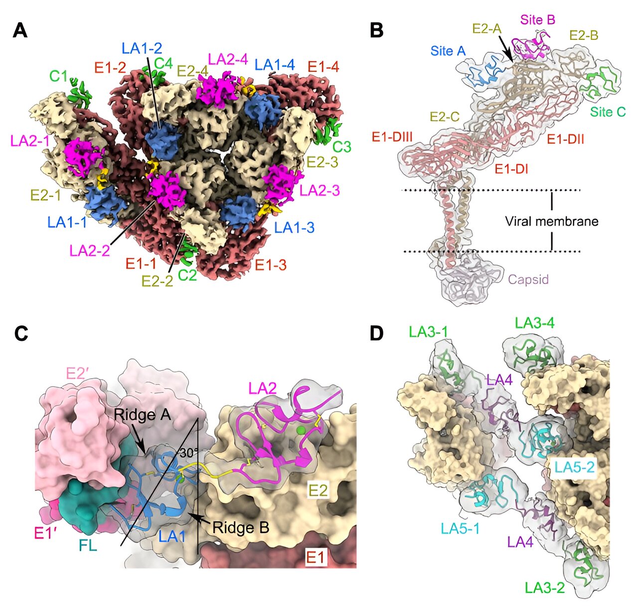 Alphavirus Receptor Breakthrough: Novel VLDLR Recognition Mechanism