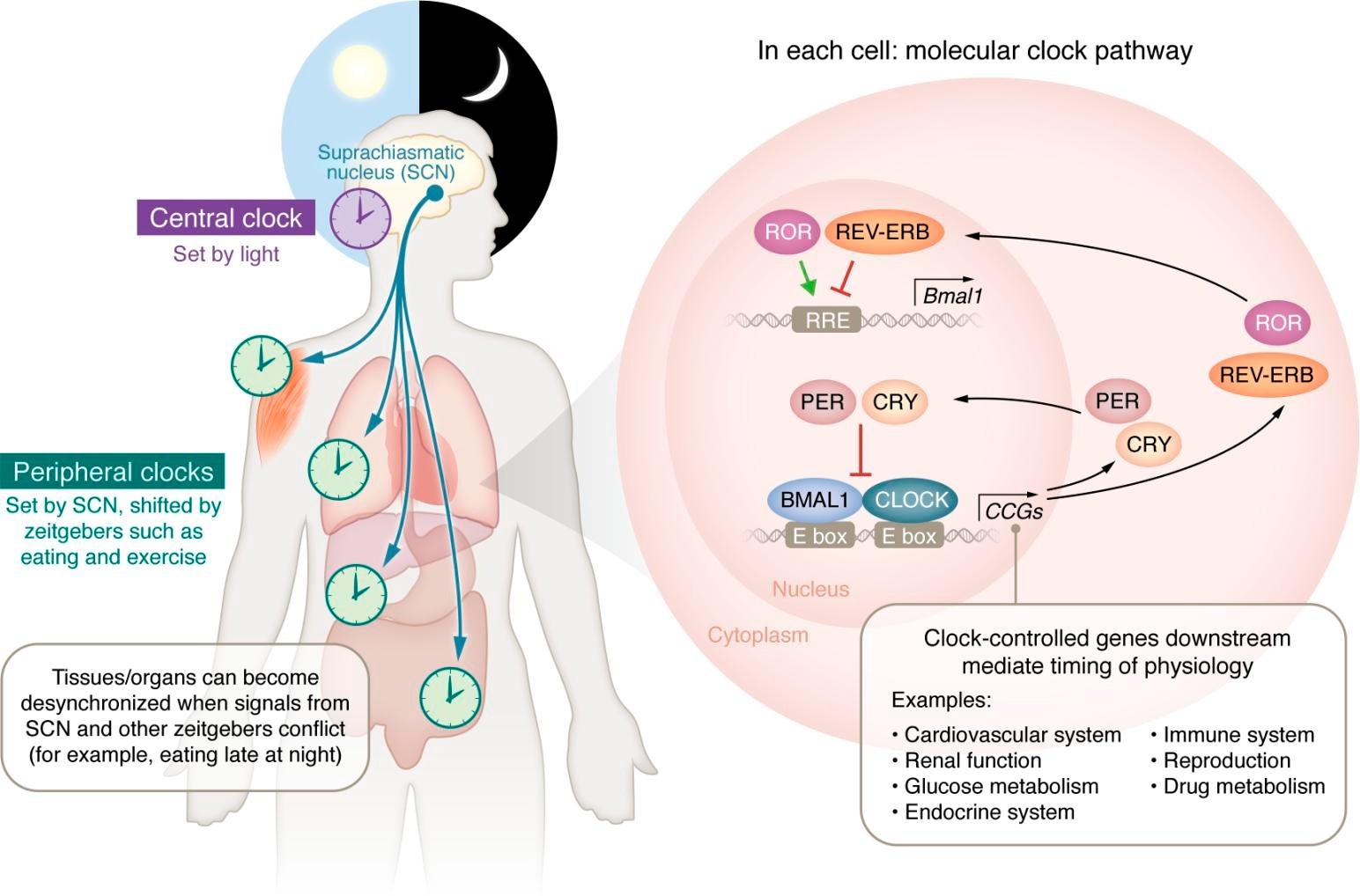 Optimizing Health with Circadian Clocks: Tips for Wellness