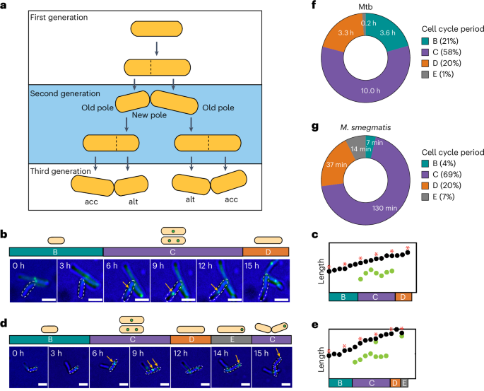 Tuberculosis Bacteria's Unconventional Growth: Tips for Targeted Therapy