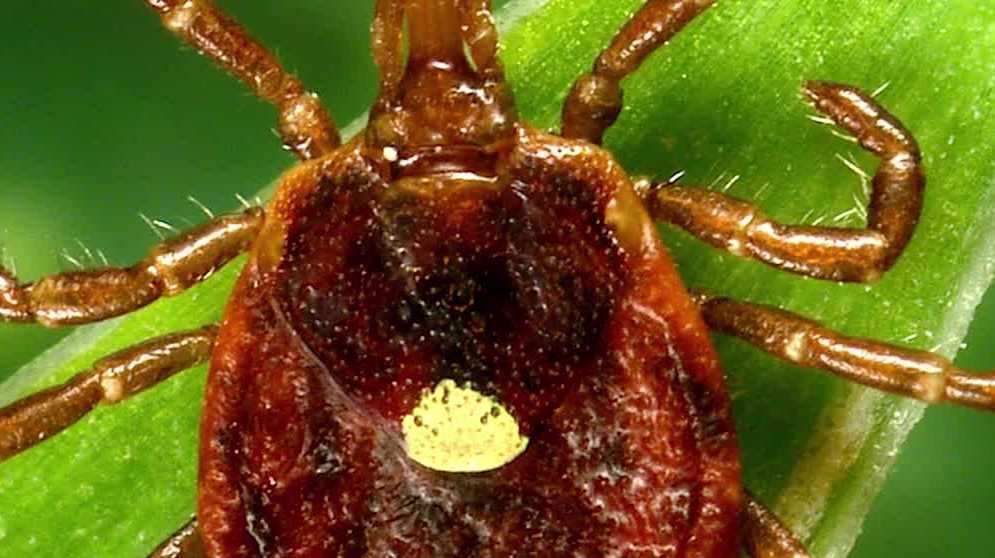 Protecting Against Tick Bites: Tips for Healthy Wellness