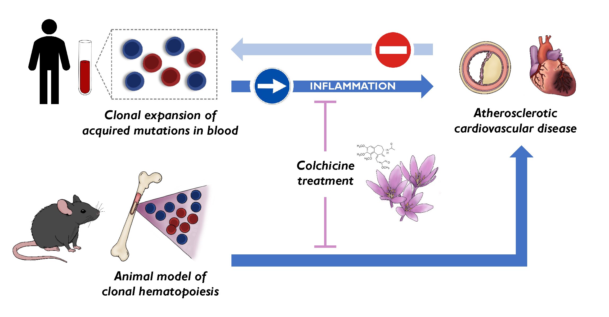 Risk Factors: Understanding Clonal Hematopoiesis in Cardiovascular Health