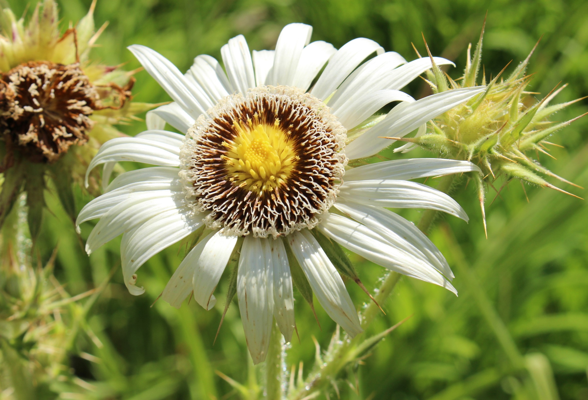 Phytoremediation Innovation: Harnessing Plants to Combat Plastic Pollution