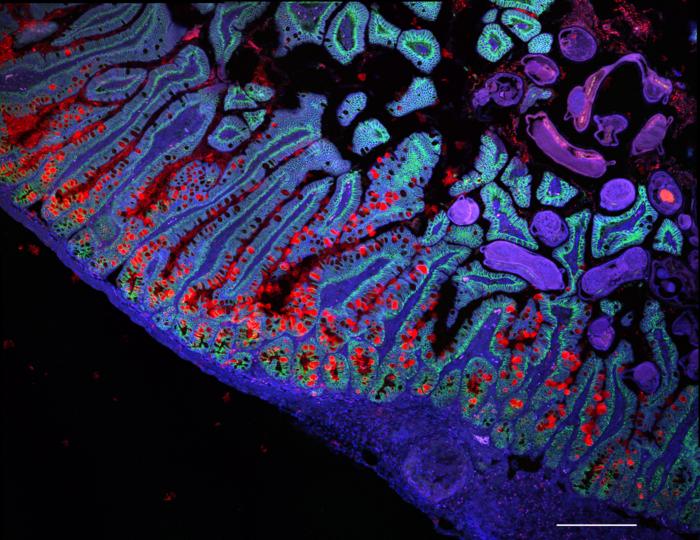 Cellular Solutions for Human Health: Discover the Impact of the Human Cell Atlas