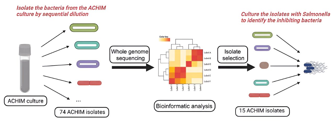 Unveiling the Defense Arsenal of Gut Microbes Against Pathogens