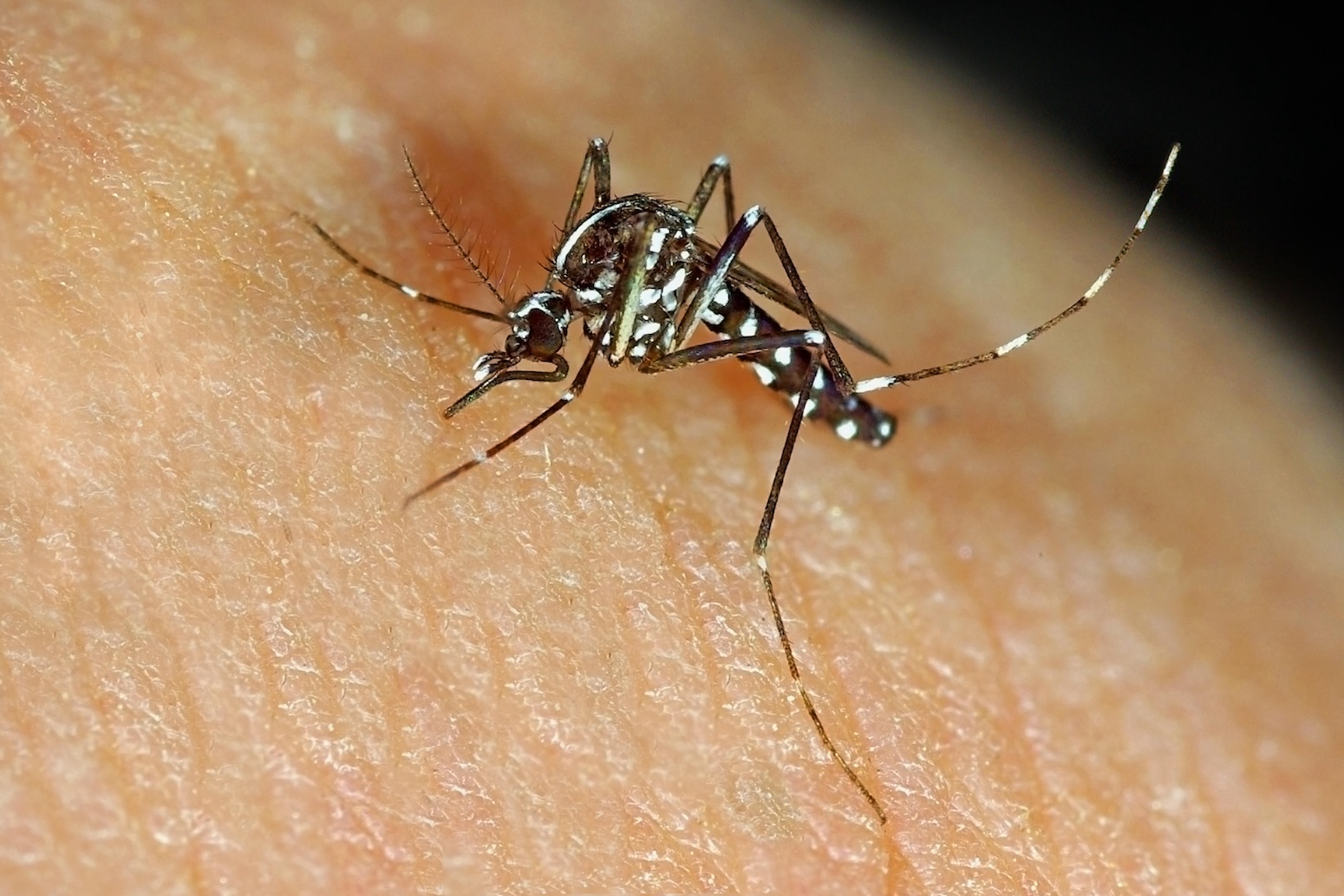 Climate Change Solutions for Mosquito-Borne Diseases Prevention