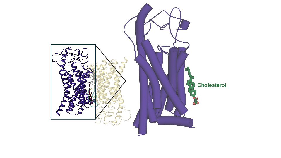 Cell Surface Receptor Activation: Tips for Understanding Signal Mechanisms