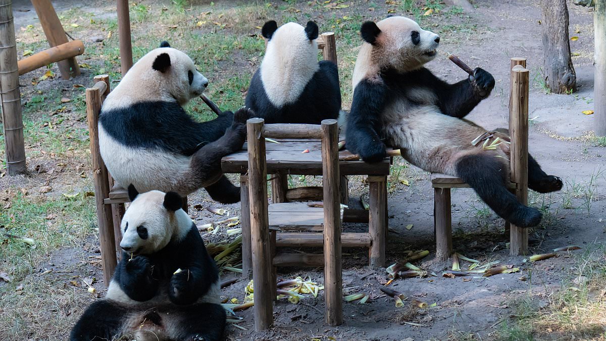 Giant Panda Market Insights: Adorable Banquet at Chongqing Zoo