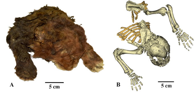 Saber-toothed Cat Ma Uncovered in Siberia's Permafrost