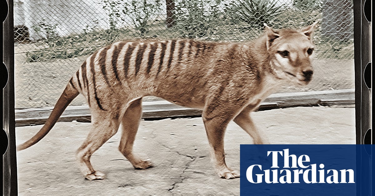 Thylacine Genome Breakthrough: Latest Innovation in De-extinction