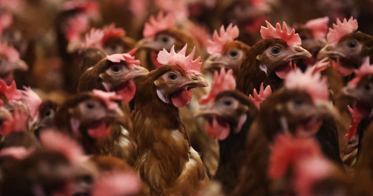 Avian Influenza Solutions in Missouri: CDC's Ongoing Probe