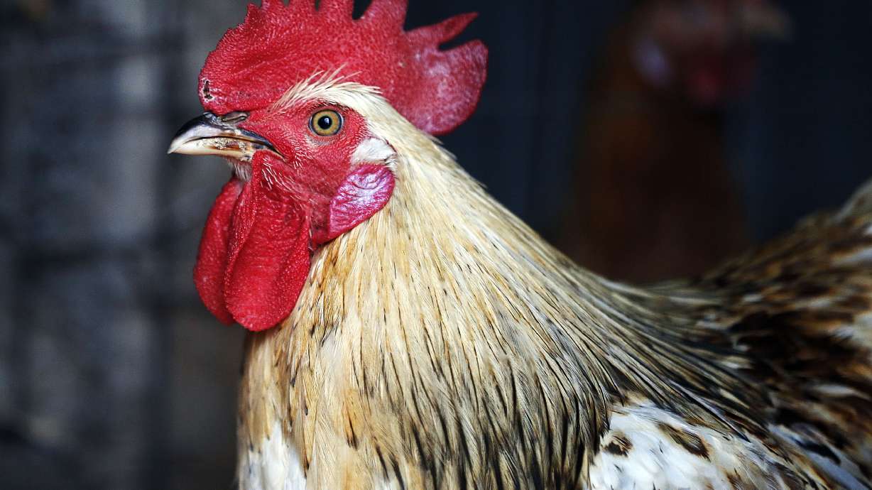 Avian Influenza Outbreak Solutions: Tips for Dairy and Poultry Owners in Utah