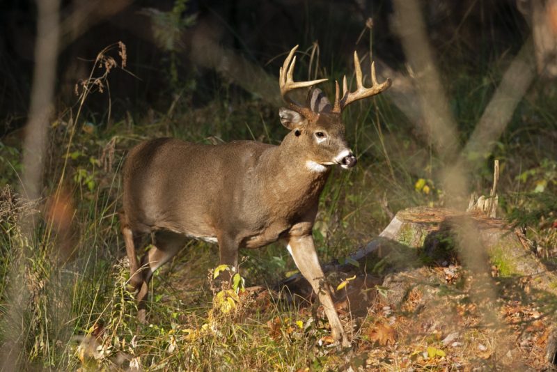 Insights on Pennsylvania Game Commission's Deer License Market