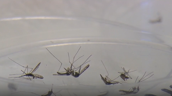 Orange County Mosquito Services: Tips for Healthy Living to Prevent Dengue Fever