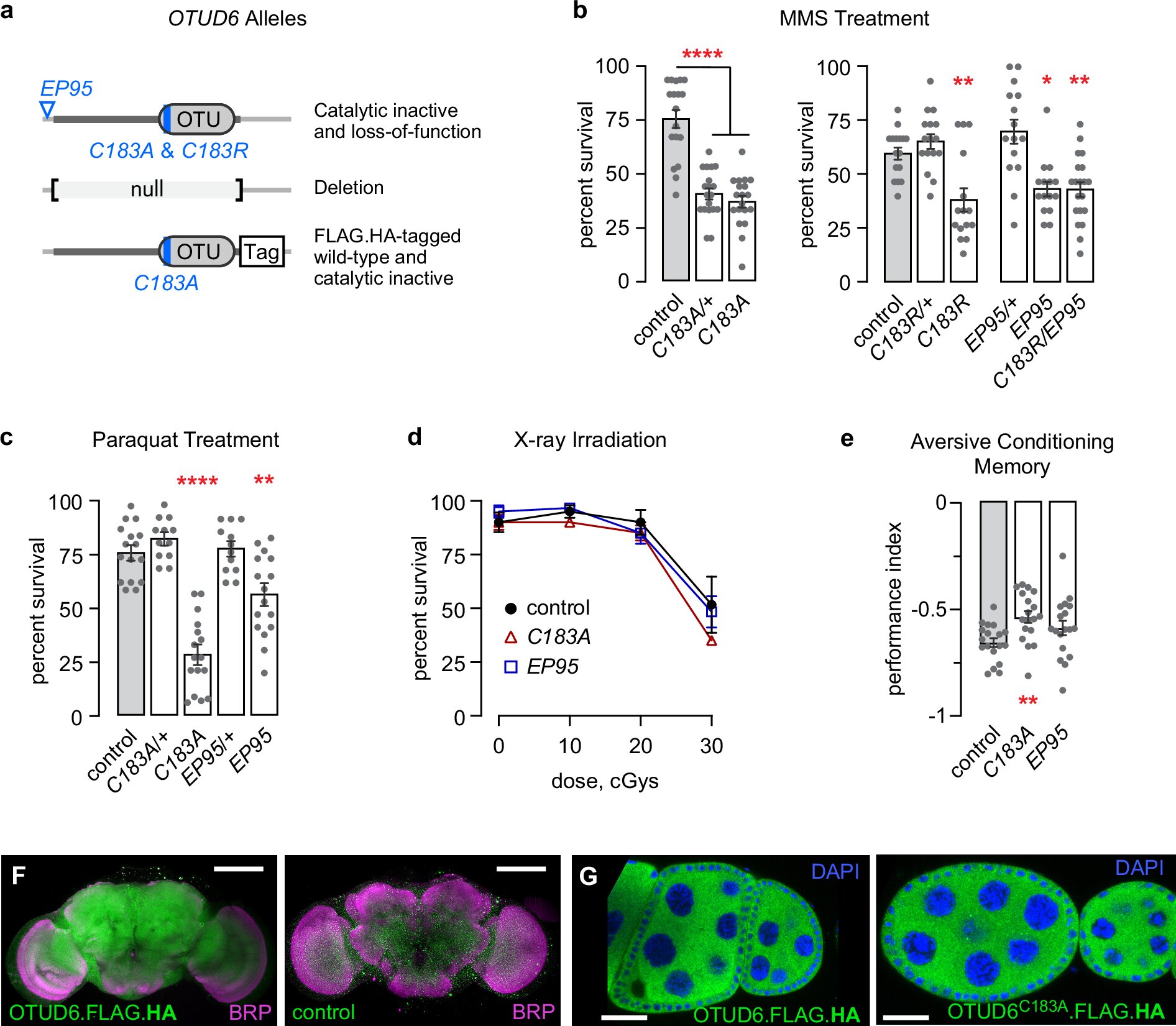 Protein OTUD6: Key to Longevity and Cancer Cell Regulation