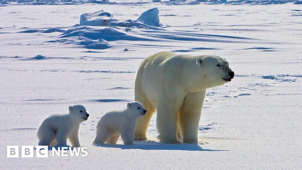 Polar Bear Health Hazard: Tips for Arctic Pathogen Exposure