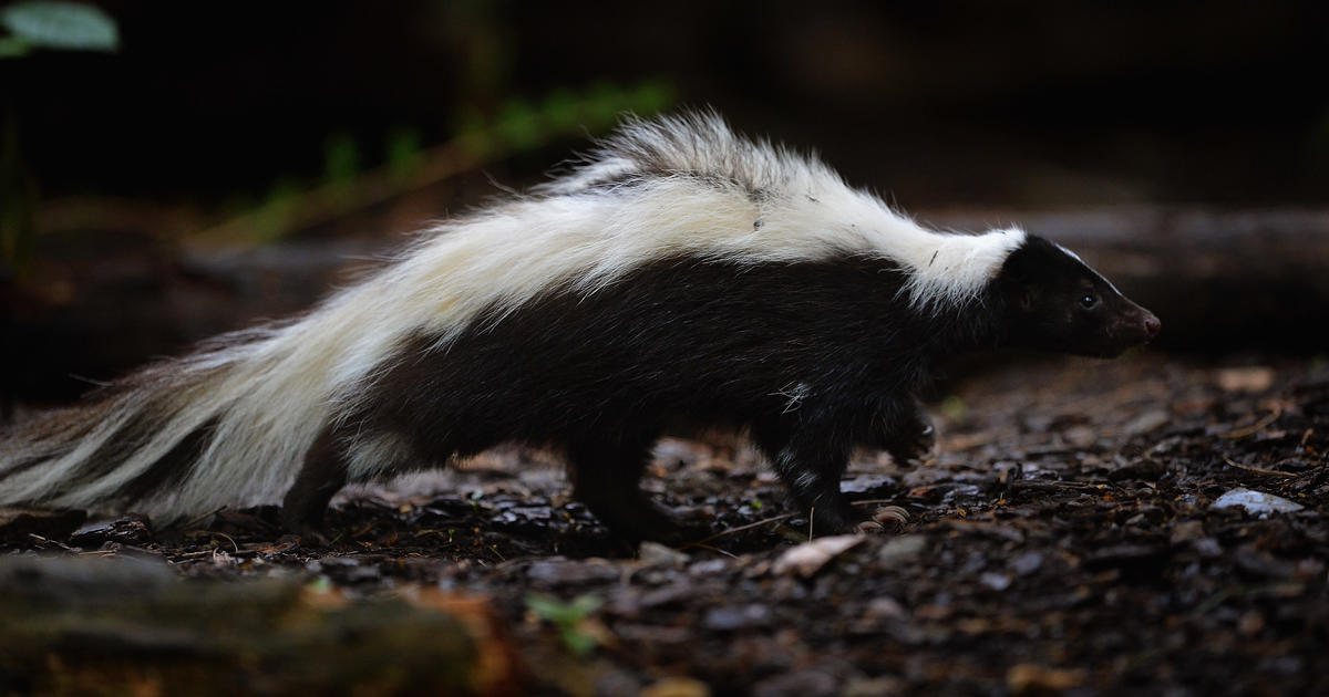 Rabies Prevention Tips: Minnesota Skunk Outbreak Solution