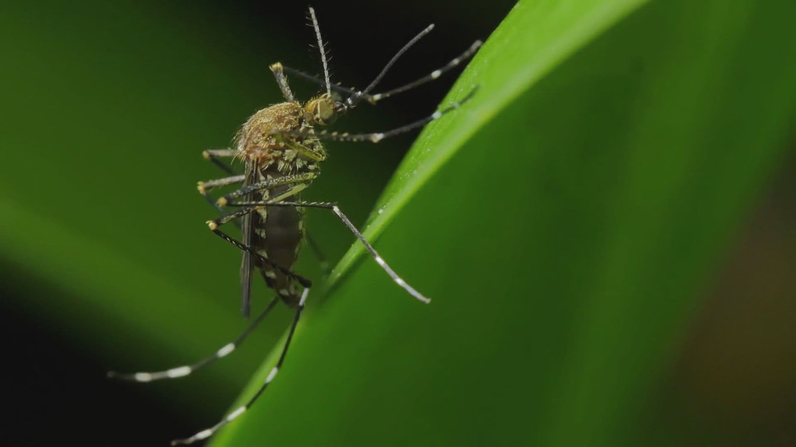 Healthy Tips: Preventing West Nile Virus in Tarrant County