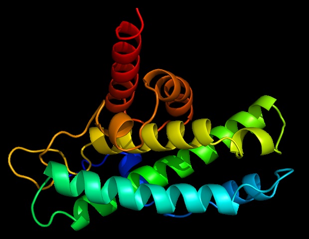 Unlock the Impact of Immune Protein on Neuronal Protein Synthesis