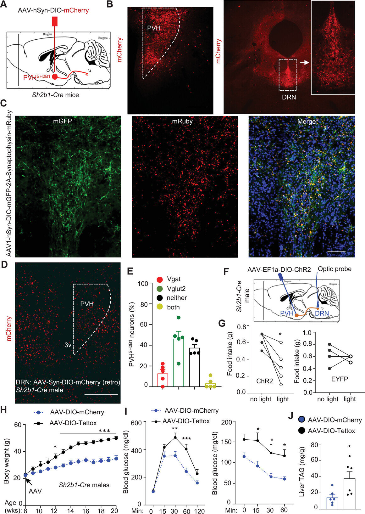 Unlock the Healthy Cure: SH2B1 Gene for Obesity Treatment