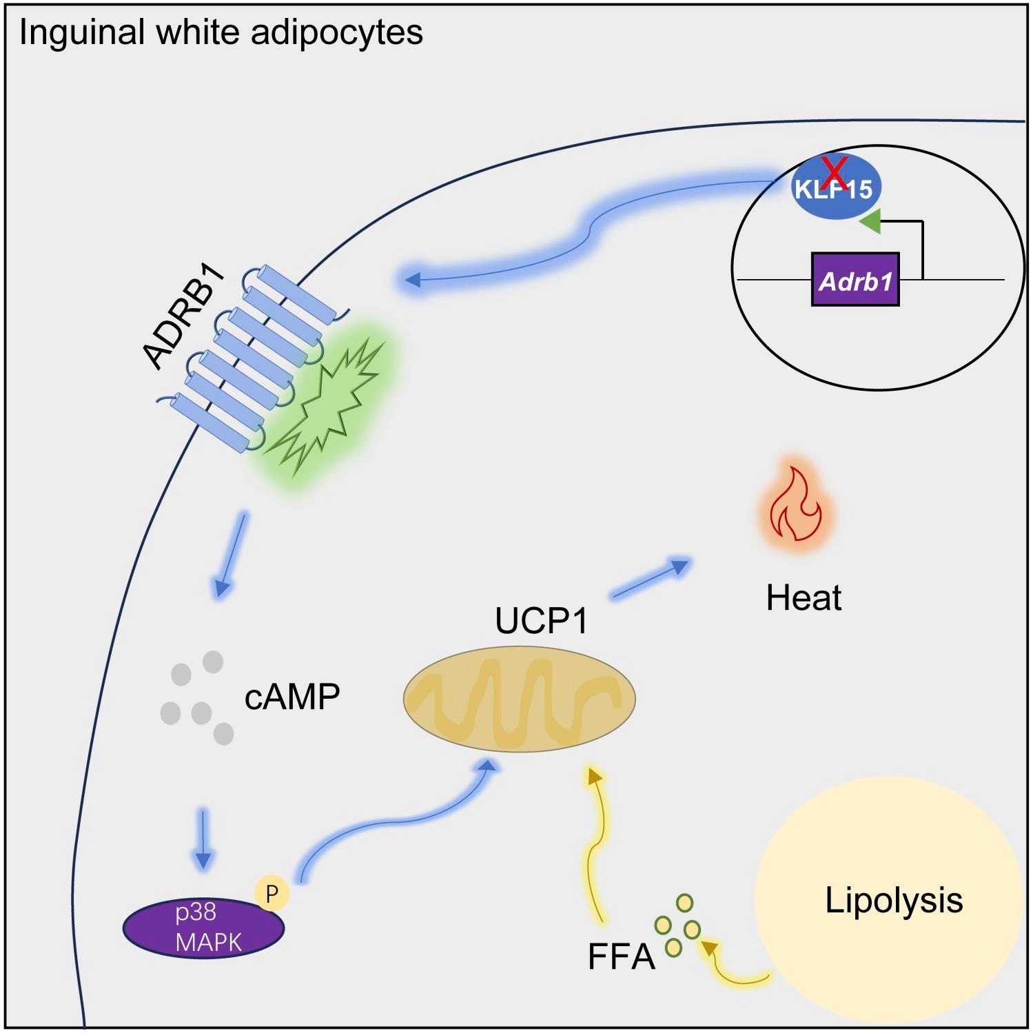 Discover the Adipocyte Solution: KLF-15 Tips for Weight Loss